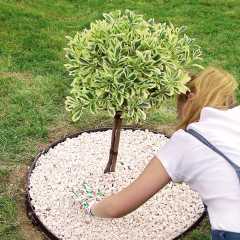 Kukkapenkin reunus, 4,8 m