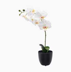 Tekokasvi, orkidea