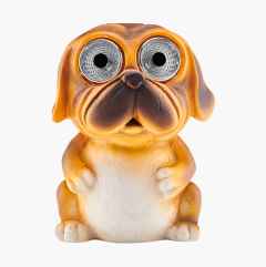 Aurinkokennovalaisin, koira