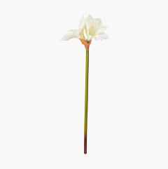 Silkkikasvi, valkoinen, 70 cm